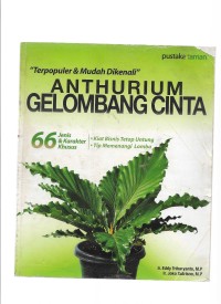 Anthurium Gelombang Cinta